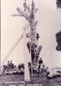 Photograph - Lookout tree c1910, 1910