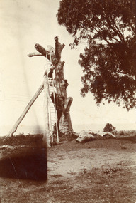 Photograph - Lookout tree, 1910