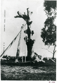 Photograph - Lookout tree, Bulmer H D, c1910