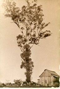 Photograph - Historic tree Kalimna West 1920