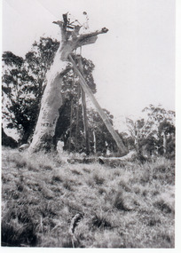 Photograph - Lookout tree, 1927