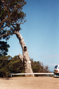 Photograph - Lookout tree, 1990