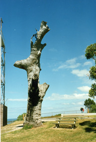 Photograph - Lookout tree, 1990