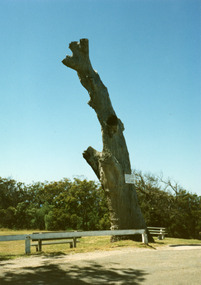 Photograph, Lookout tree on Jemmys Point Lakes Entrance Victoria, 1990