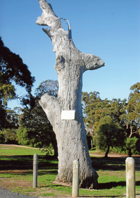 Photograph, old lookout tree on Jemmys Point, Lakes Entrance, 1990