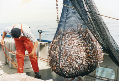 Photograph - Trawl Fishery  1980