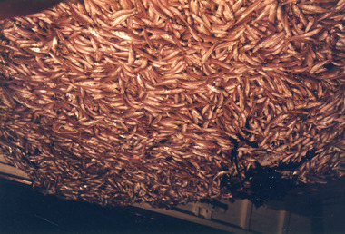 Photograph - Fishing Industry, 1990