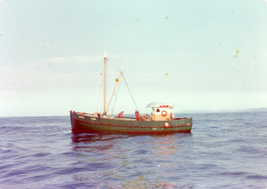Photograph - Gumleaf, 1970