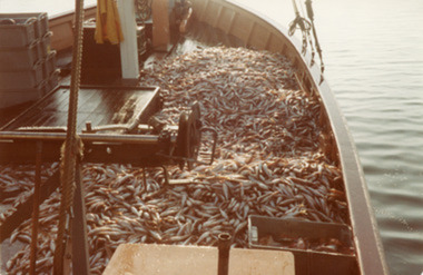 Photograph, Minawie fishing vessel. Lakes Entrance Victoria, 1980