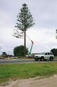 Colour photograph of Norfolk Pine tree removal