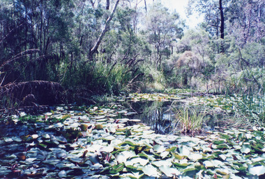 Photograph - Trestle bridge at Stoney Creek, Nowa Nowa Victoria 1999