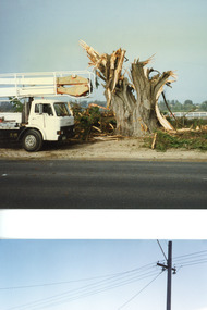 Photograph - Memorial Cypress trees, 1999