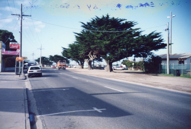 Photograph - Memorial Cypress trees, 1999