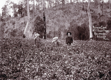 Photograph - Bertha, Gladys and Arthur Falk c1909, Arthur Cooper