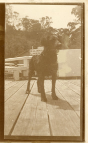 Postcard - Bill Todd and dog Trooper  1920
