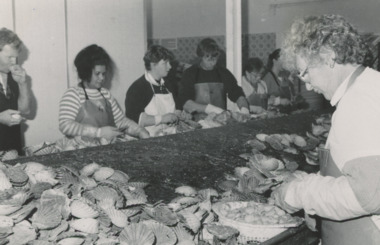 Photograph - Scallop Splitting at Tru Blu Seafoods, 1/06/1993 12:00:00 AM