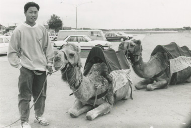 Photograph - Woodend Camel Farm  Lakes Entrance Victoria, Lakes Post Newspaper, 1/12/1995 12:00:00 AM