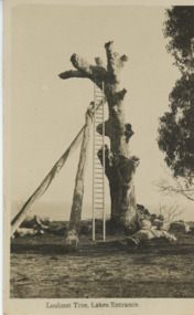 Postcard, H D Bulmer, Historic Lookout tree Jemmys Point Lakes Entrance, 1925 c