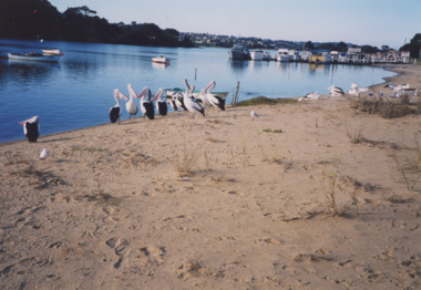 Photograph - North Arm Lakes Entrance Victoria, L E Tidy Town Committee