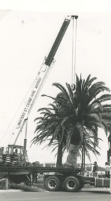 Photograph - Palm Tree planting 1993, Lakes Post Newspaper, 1/05/1993 12:00:00 AM