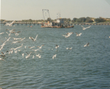 Photograph - Cunninghame Arm adjacent to the footbridge, flock of seagulls in foreground Lakes Entrance Victoria, Vera Bennett, 1988