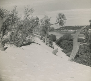 Photograph - sand hummocks c1952 Lakes Entrance Victoria, L Carpenter, 1952 c