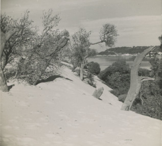 Photograph - Sand hummocks c1952 Lakes Entrance Victoria, L Carpenter, 1952 c