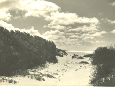 Photograph - Track at sand hummocks Lakes Entrance Victoria