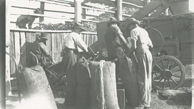 Photograph - threshing and bagging maize at Mossiface Victoria, 1930 c