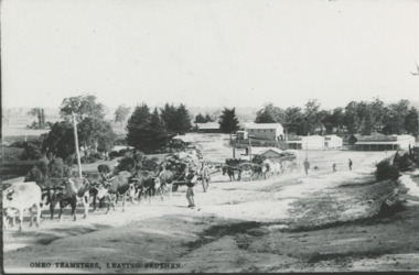 Photograph - Bullocks at Bruthen Victoria, 1900 c