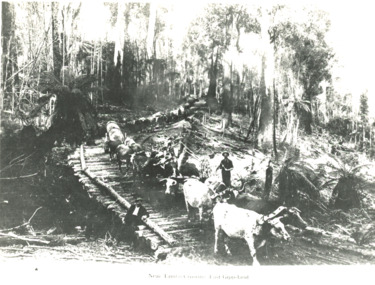 Photograph - two bullock teams , Tambo Crossing Victoria c1900