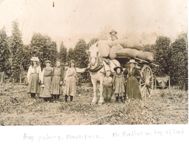Photograph - Hop picking at Mossiface Victoria c1900