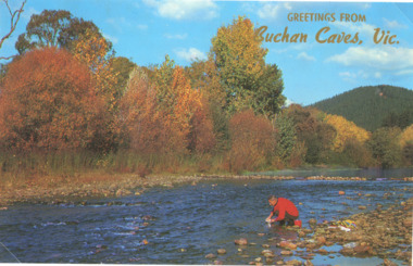 Postcard - autumn foliage at Buchan Victoria c1960, Rose Series, 1960 c