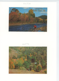 Postcard - Caves Reserve, Buchan Victoria c1960, Rose Series, 1960 c