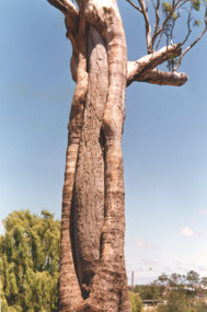 Photograph - canoe tree at Howlitt Park Bairnsdale Victoria, Keith Scarce, 1984