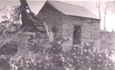 Photograph - hut in Gippsland Victoria