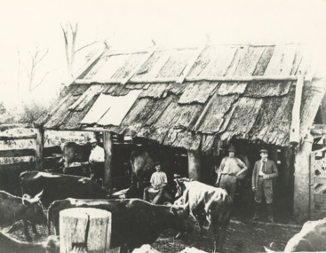 photograph - bark roofed milking shed Gippsland Victoria, 1910 c