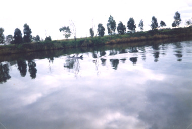 Photograph, Fred Clarke, dolphins in Tambo River, East Gippsland Victoria, 1999