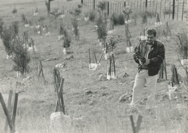 Photograph, BHP revegetation project, East Gippsland Victoria, 1995 c