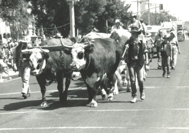 Album, East Gippsland Bullock League , East Gippsland Victoria, 1990 c