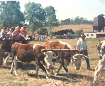 Photograph, Ivan Lister and bullock team c1988, 1988 c