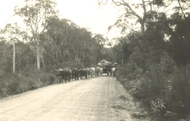 Photograph - Bullock Wagon, East Gippsland Victoria, 2005c