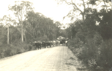 Photograph - Bullock Wagon, East Gippsland Victoria, 2005c