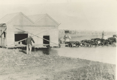 Photograph - Bullock Team c1900, East Gippsland Victoria, 1900 c