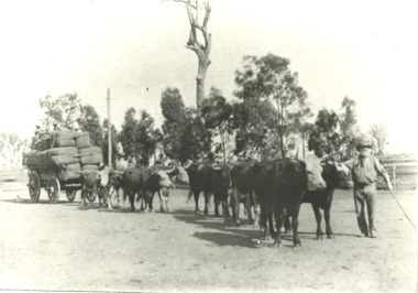 Photograph - Bullock Wagon, John Dyers bullock wagon Bairnsdale Victoria, 1910 c