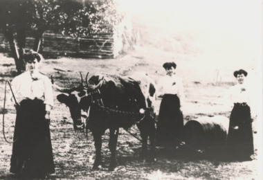 Photograph - Bullock Team, Three ladies with bullock team, Gippsland Victoria, 1900 c