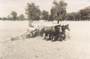 Photograph - Hay Cutting, Horse drawn reaper and binder, Victoria