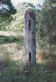 Photograph, M Fish, Post and rail fence, Buggy Creek south of Buchan South Victoria, 1/05/1993 12:00:00 AM