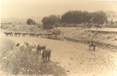 Postcard - Bullock Team, Kerry Photographics Sydney, Fourteen bullocks near Cooma NSW, 1910 c