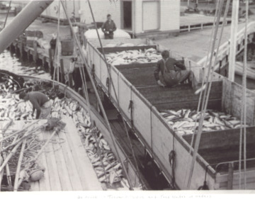 Photograph - Hancock Trucking, Anchovette, Lakes Entrance Victoria, 1960 c